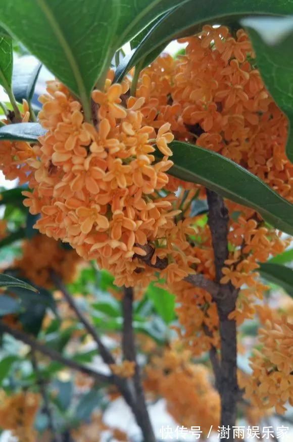 积水|为花友们介绍5种既养人又镇宅的花,盆栽养一盆很值