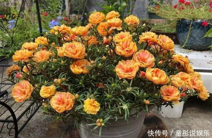 晒不死的6种花,扔阳台不用管,越晒花越多!