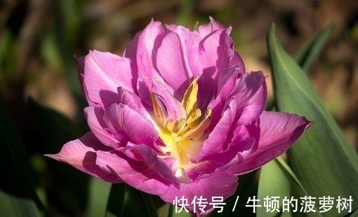 生肖狗|往后5天，桃花纷飞，动了情，君心似我心，生活美，再续今生缘