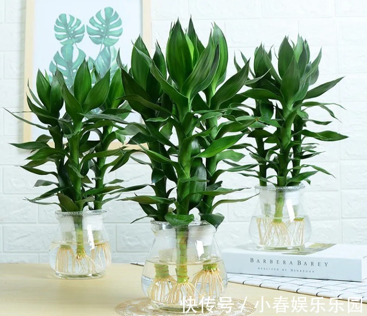 建议爱花人:客厅别养富贵竹了,这一盆栽更值得养,寓意是真好