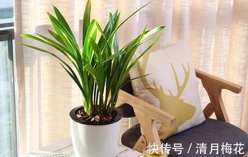 想养兰花就选墨兰，养植省心，春节时正好开花