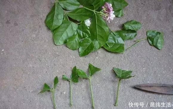 养花|养花爱好者看过来这15种花现在“扦插”,生根快,一个周就长芽