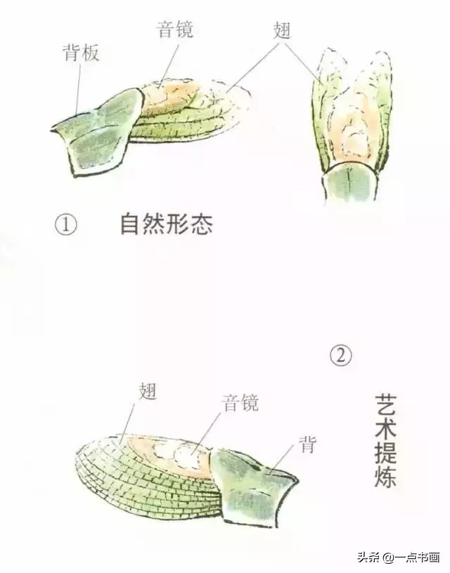 蝈蝈@国画教程——蝈蝈的画法