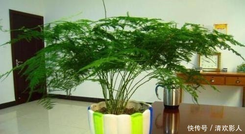 文竹爱黄叶看你犯了哪个“错误”，做到3点，十年不黄叶！