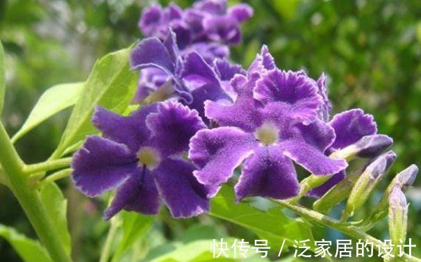 香豌豆|8月21日-9月5日,庭院选这几款花,花色美丽,芳香惹人爱