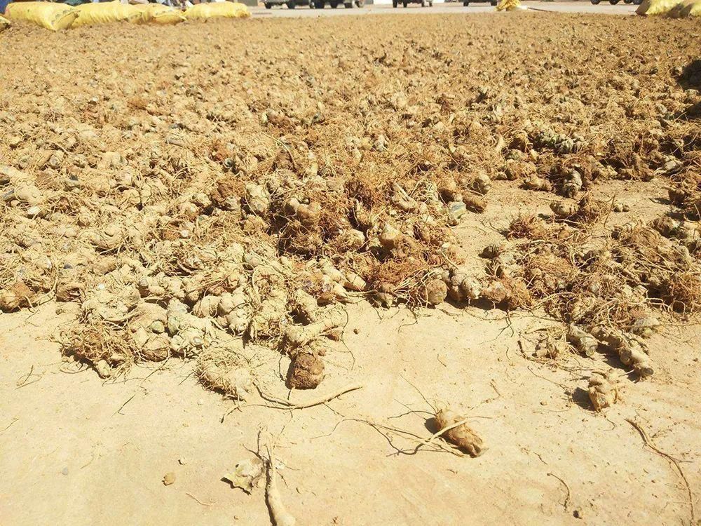  神奇|地位高于人参，被誉为“参中之王”，一斤上百元，真有那么神奇？