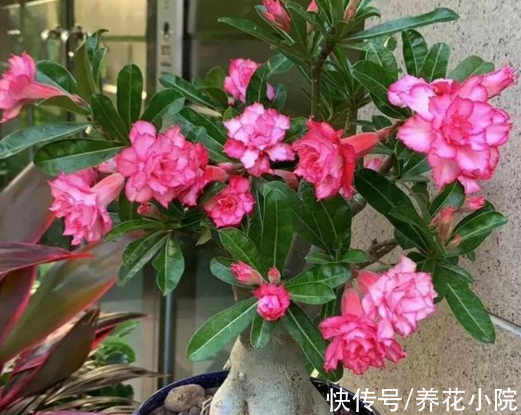 花卉|盘点十大“好养花”，开花漂亮又好养，适合养不好花的人