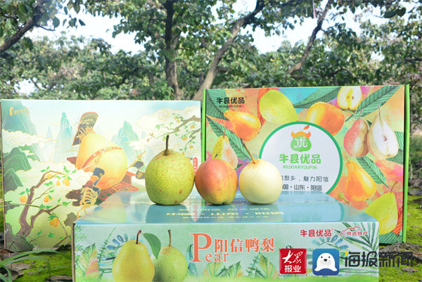 魏家湾|阳信县56个梨品种全部成熟入库 线上线下火热开卖！