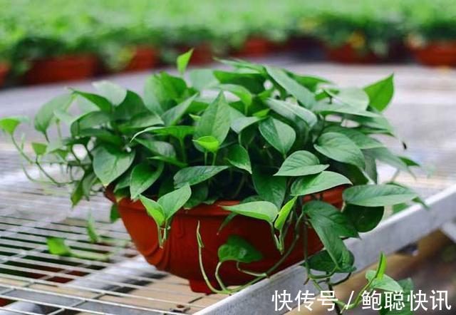 绿萝秋天怎么养护注意几点,不黄叶不烂根,叶片疯长爆盆