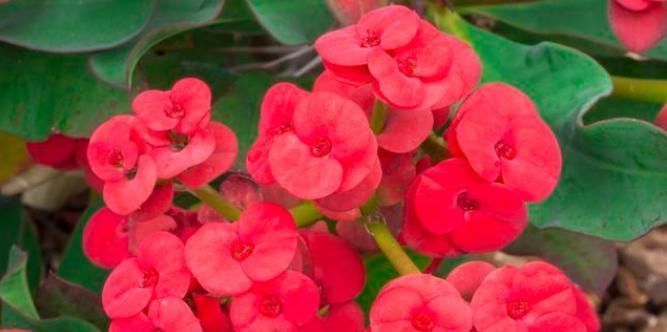 家里常见的7种有毒花草，养护需小心，摆放有讲究