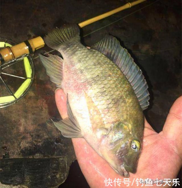成都男子钓获大量罗非鱼,钓鱼人担忧:这鱼在四川也能生存?