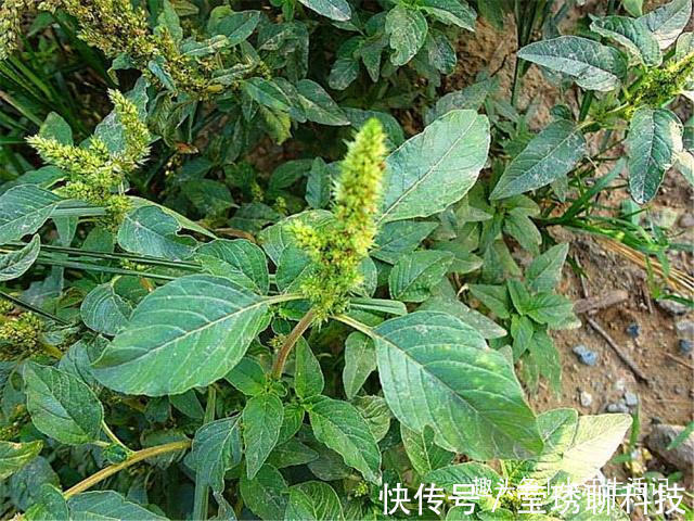 农村|农村一种会“流血”的野菜，钙、铁含量极高，治肠炎，提高免疫力