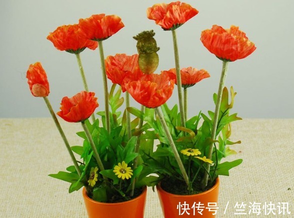 家里不能养的4类绿植,白送都不要,有钱人都懂,你还傻傻往家买