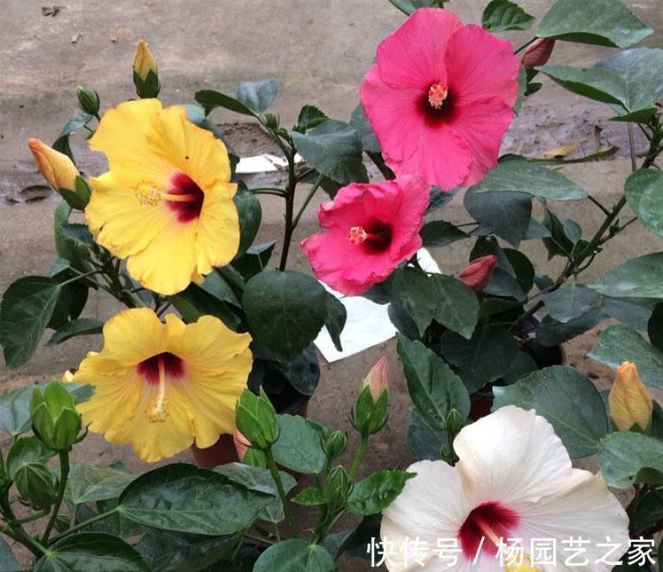 芍药|6种漂亮花，花比拳头大，家里养一棵，富贵自然来