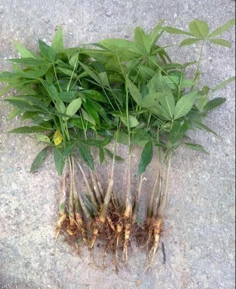 客厅4种树，冬剪枝条插土里，20天冒白根，能多出10盆