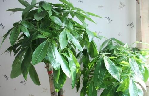  误区|远离这些养花误区，啥花都能养爆盆！