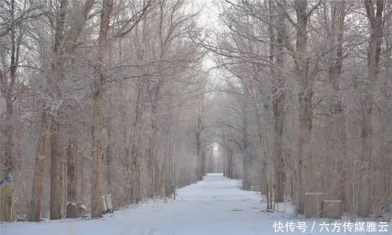 胡杨林|金塔下雪了，我们一起去金塔沙漠胡杨林踏雪可好