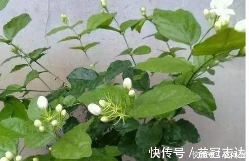 盆栽叶子发黄?浇水时加2滴这东西,很快就能变的绿意盎然