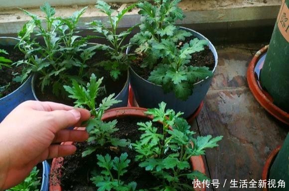 春天种下几株菊花,秋天才能怡然自得地赏花,喜欢菊花的赶紧种!