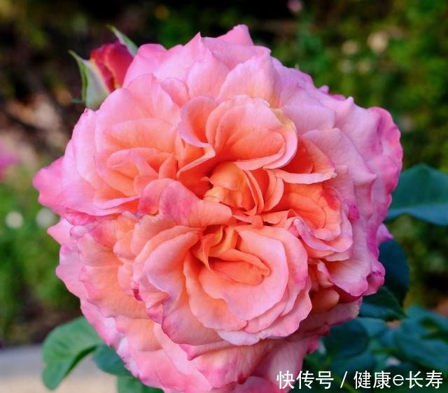 25个抗性超好的月季品种,又好养开花有多,新手好养适合盆栽!