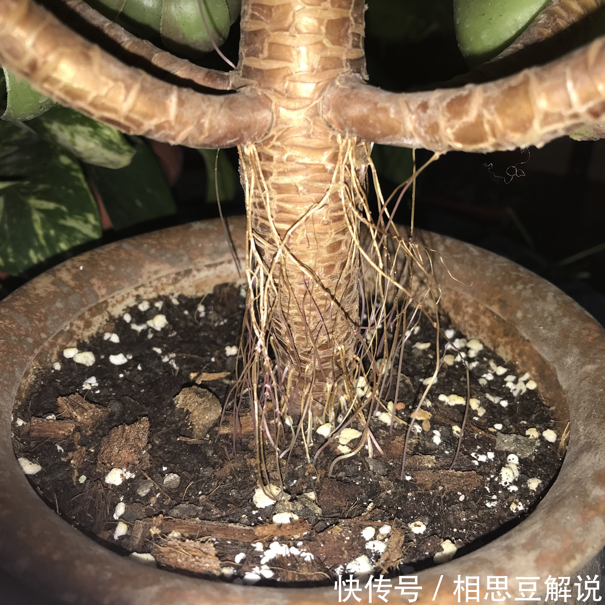 气根|养花很简单，看懂4个“信号”，就知道怎么养好了