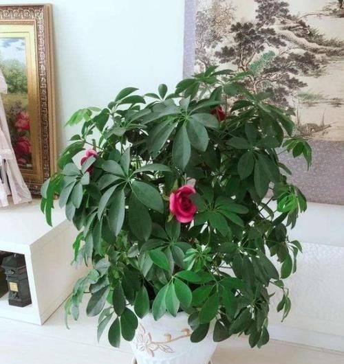 4种“招财花”,喜不喜欢都要养,家里放一盆,财运自己送上门