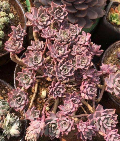 贵州大妈养了一株普货多肉,精致好看长满盆,拍照给大家看看