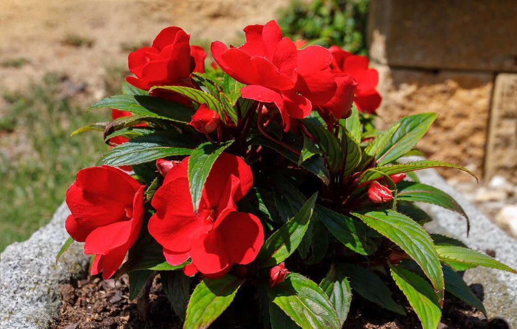 建议大家:逛花市碰到5种花,别犹豫,虽然便宜但巨好养