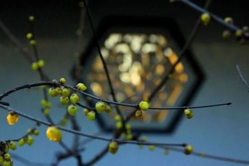 珠珠|花期正好!趵突泉畔的玉兰蜡梅绽放啦!喜气洋洋迎新春!