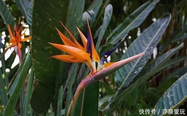 白花天堂鸟|最美不过天堂鸟,这4种极美的品种,不养实在可惜了