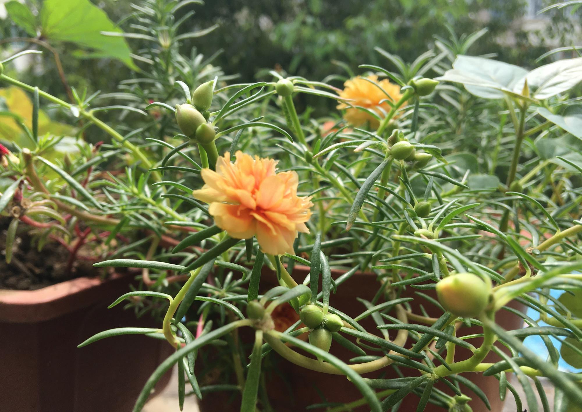 太阳花怎么过冬?用一种方法,顺利过冬,来年开花更多更美