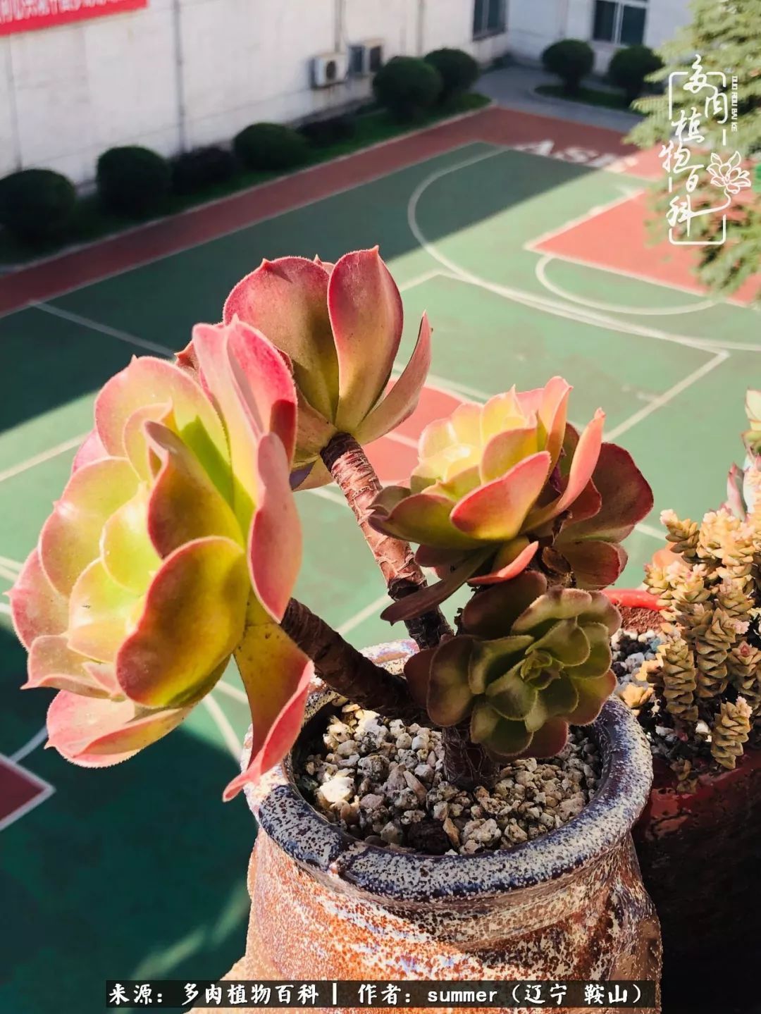 活着即是王道！我和我大东北的多肉们！