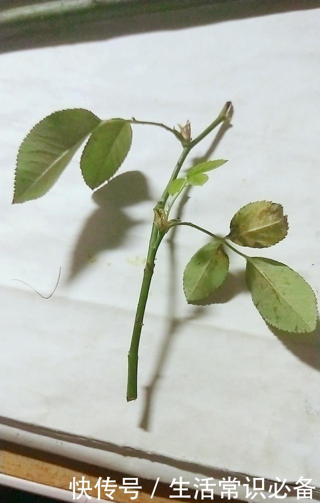 普通的月季苗，他养2年，变成一棵大花树，咋做到的！