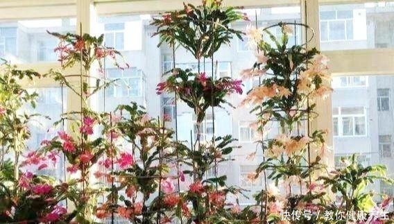 木麒麟|叶仙嫁接蟹爪兰，长到比人高，花开千百朵，一个弱点“毁所有”！