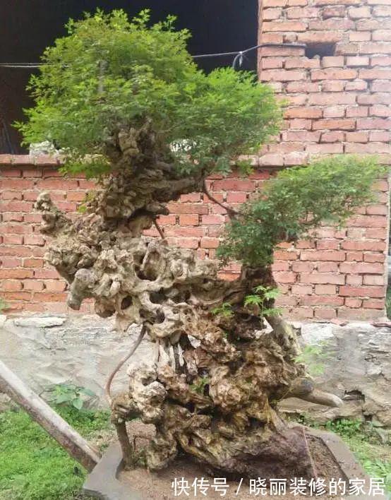 台友们|精辟:黄荆盆景造型,需体会“蟠扎骨架,修剪成型”!