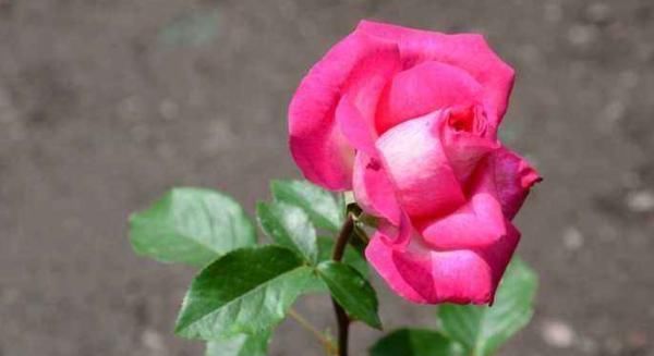 假话!俗话说:事莫做绝,话莫说尽,想要命中带福,别说4句话!