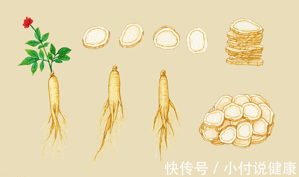 浙八味|养肝护肝中草药，人参、白术有疗效