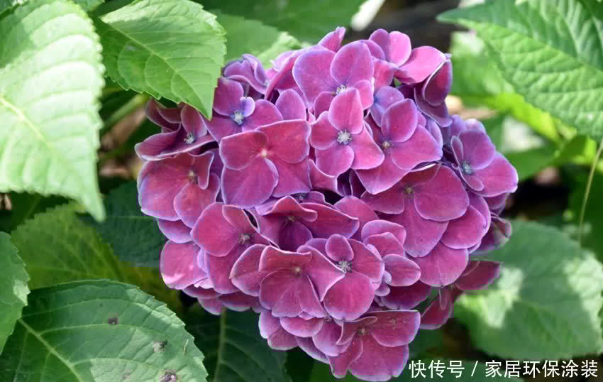 绣球花大合集,6个单品都不错,你最喜欢哪种?