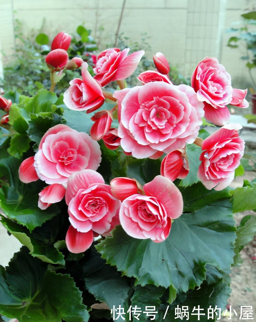 5种公认不好养的植物,为什么?