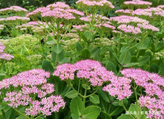 四季兰|比香水还香的几种花,放在家里养出“花海墙”,看上去超美观