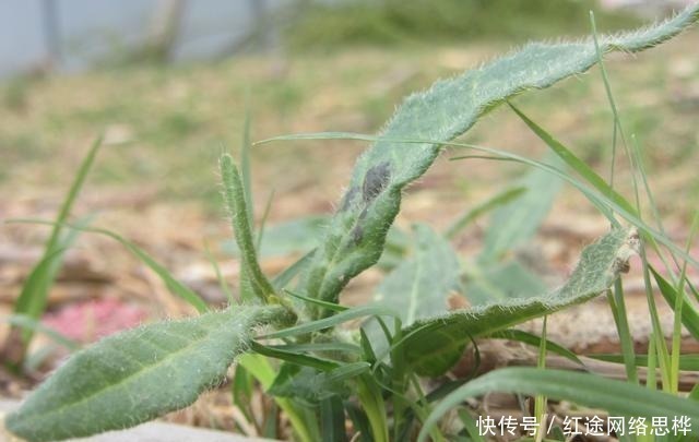 农村的这个“酸不溜”野菜，想想都要流酸水，再酸，春季也要吃