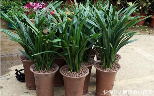 家里养墨兰,了解掌握4个要点,养出白嫩根系,叶油绿颜值高!