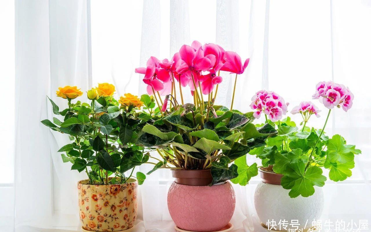 不同环境适合养的盆栽花卉，选合适自己的开花植物很重要