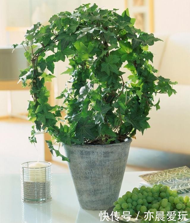 常春藤|卧室就养4种花,“养人”又养气,不是没有道理
