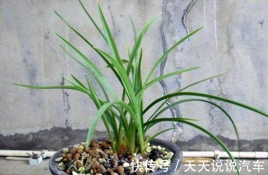 用此种水浇花，绿萝吊兰君子兰，20年都不黄叶烂根，比花肥还管用