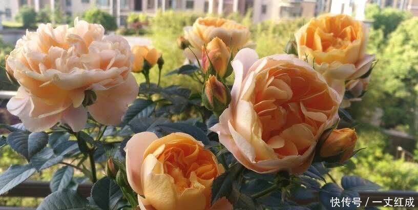 月季花|5月份养月季，一定要做好3件事，花朵硕大，开花不停