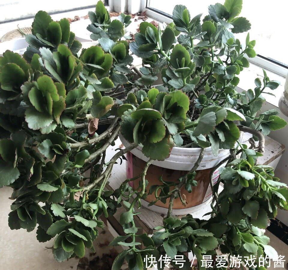 长寿花没长花苞，能不能剪？别剪，放个“大招”就可以了