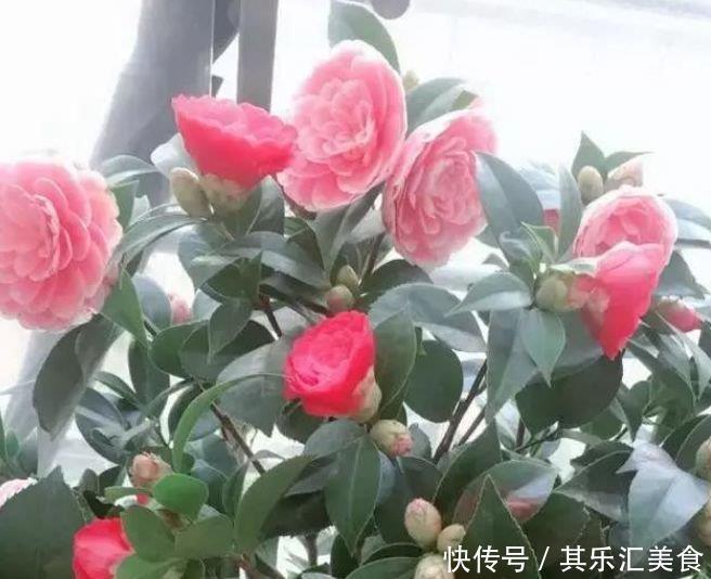  4种“开花王”，一开就是300多天，花朵硕大，花期长！