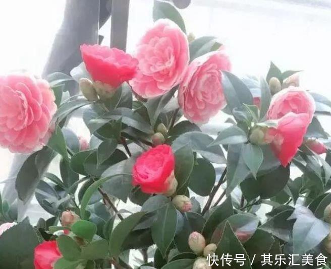 4种“开花王”,一开就是300多天,花朵硕大,花期长!
