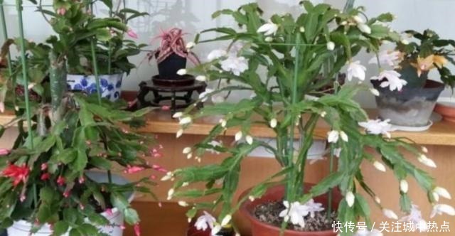 养蟹爪兰,入冬后3个地方不能放,否则影响开花!